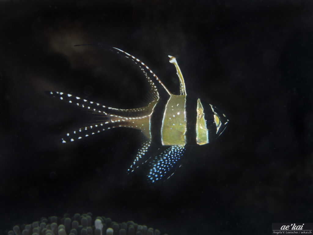 Pterapogon kauderni; Banggai Cardinalfish; Banggai-Kardinalbarsch; highly decorative tropical fish from Indonesia, endemic to the Island of Banggai.