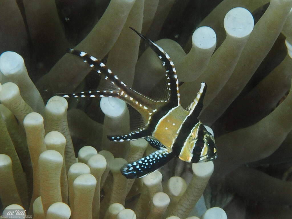 Pterapogon kauderni; Banggai Cardinalfish; Banggai-Kardinalbarsch; highly decorative tropical fish from Indonesia, endemic to the Island of Banggai.