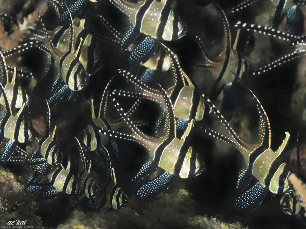 Pterapogon kauderni; Banggai Cardinalfish; Banggai-Kardinalbarsch; highly decorative tropical fish from Indonesia, endemic to the Island of Banggai.