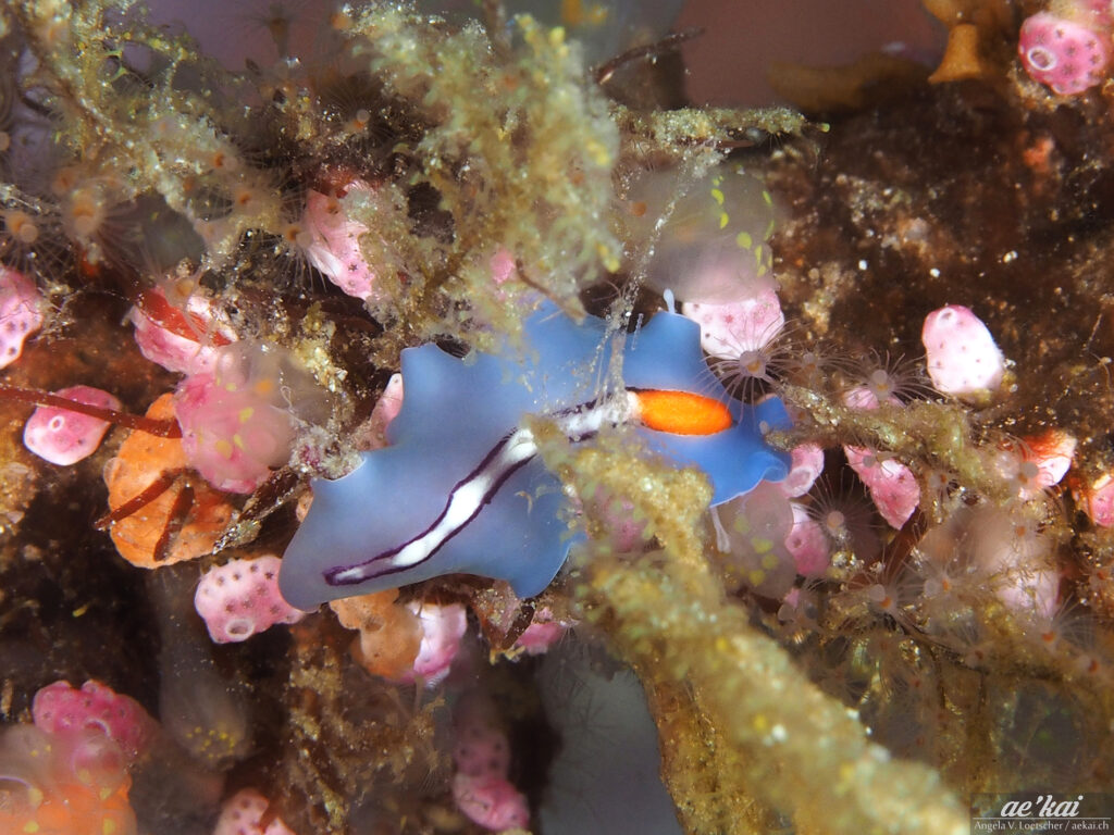 Pseudoceros liparus aka Racing Stripe Flatworm is a blueflatworm with an orange and white racing stripe