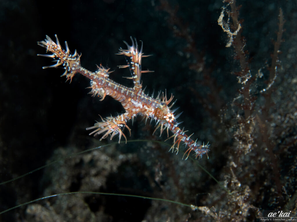 Solenostomus paradoxus; Ornate Ghost Pipefish; Schmuck-Geisterpfeifenfisch; Harlekin-Geisterpfeifenfisch; Harlequin Ghost Pipefish; A striking red-transparent colored Ghost Pipefish on the reef