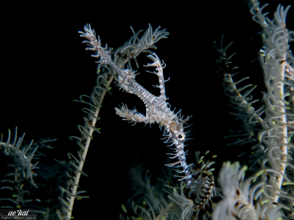 Solenostomus paradoxus; Ornate Ghost Pipefish; Schmuck-Geisterpfeifenfisch; Harlekin-Geisterpfeifenfisch; Harlequin Ghost Pipefish; A striking white-colored Ghost Pipefish hiding between the arms of a Featherstar