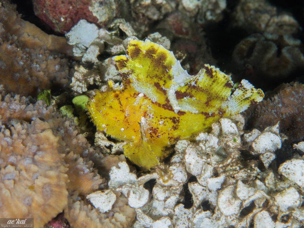 Yellow-colored Leaf Scorpionfish (Taenianotus triacanthus); Schaukelfisch