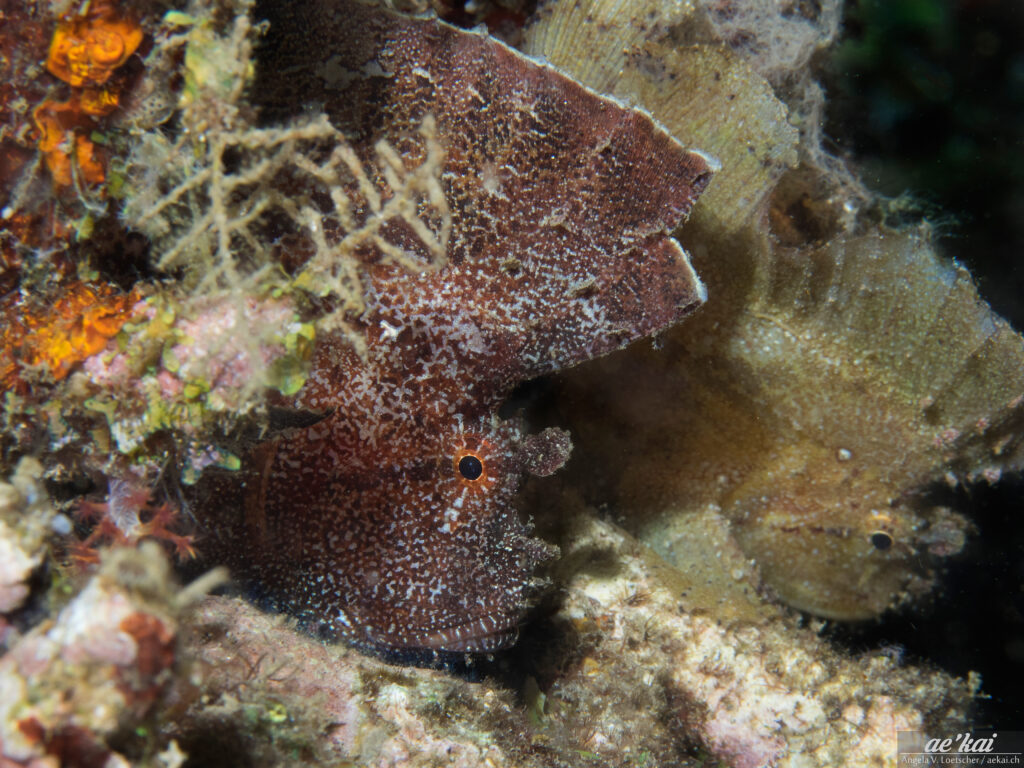 A Brown-colored and a yellow-colored Leaf Scorpionfish (Taenianotus triacanthus); Schaukelfisch
