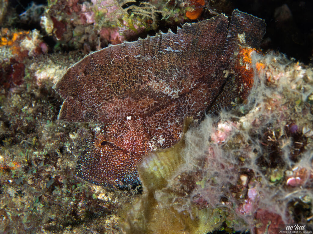 A Brown-colored Leaf Scorpionfish (Taenianotus triacanthus); Schaukelfisch