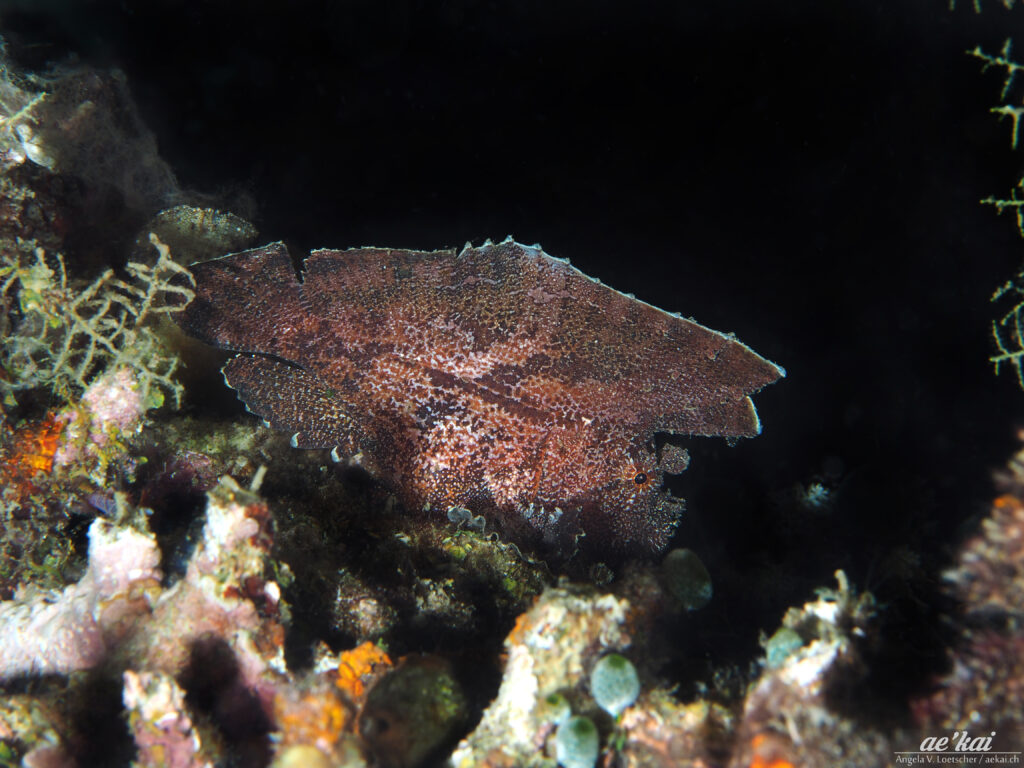 A Brown-colored Leaf Scorpionfish (Taenianotus triacanthus); Schaukelfisch