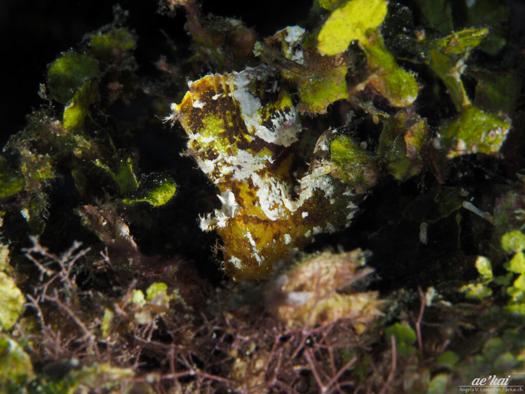 A greenish-colored Leaf Scorpionfish (Taenianotus triacanthus); Schaukelfisch