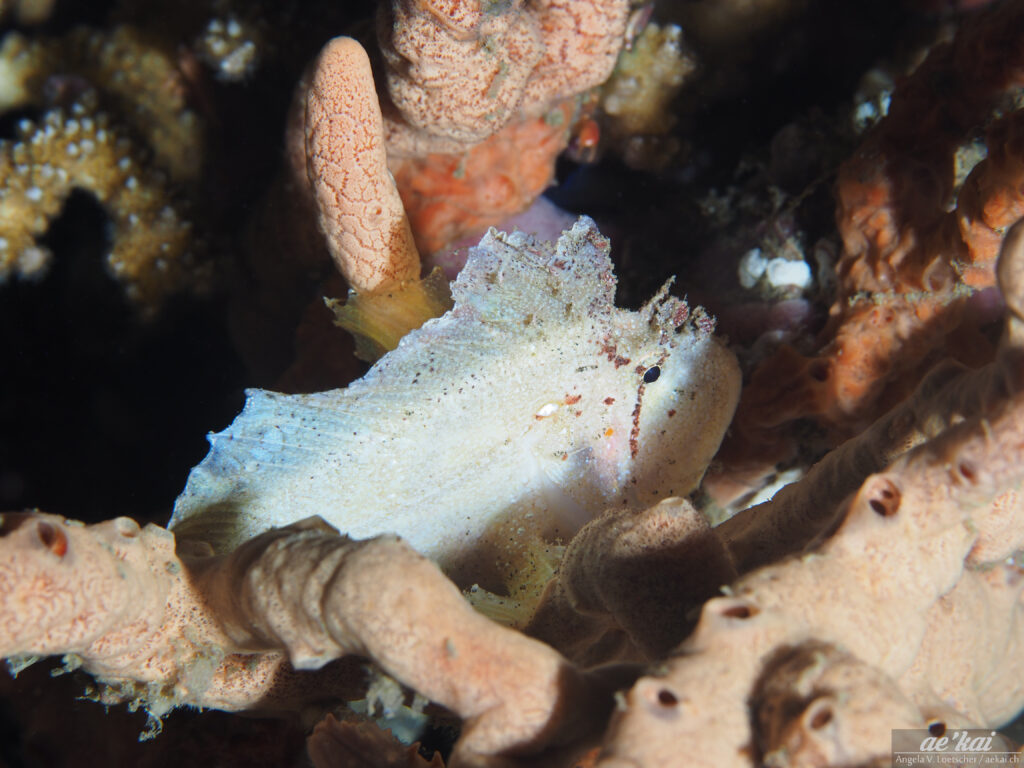 A white-colored Leaf Scorpionfish (Taenianotus triacanthus); Schaukelfisch