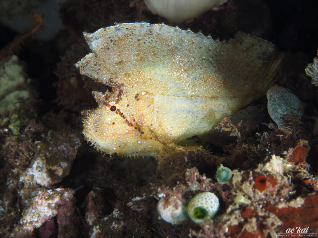 A white-yellow-colored Leaf Scorpionfish (Taenianotus triacanthus); Schaukelfisch