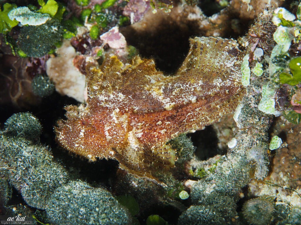 A brown-colored Leaf Scorpionfish (Taenianotus triacanthus); Schaukelfisch