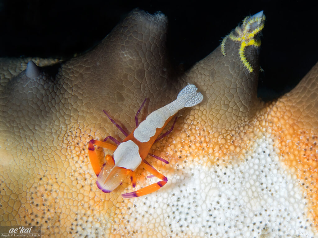 Zenopontonia rex; Emperor Shrimp; Imperator-Garnele; This orange and red colored shrimp with purple legs is called Emperor Shrimp (Zenopontonia rex) and lives commensally on nudibranchs, sea stars or sea cucumbers. Here it is sitting on a seastar.
