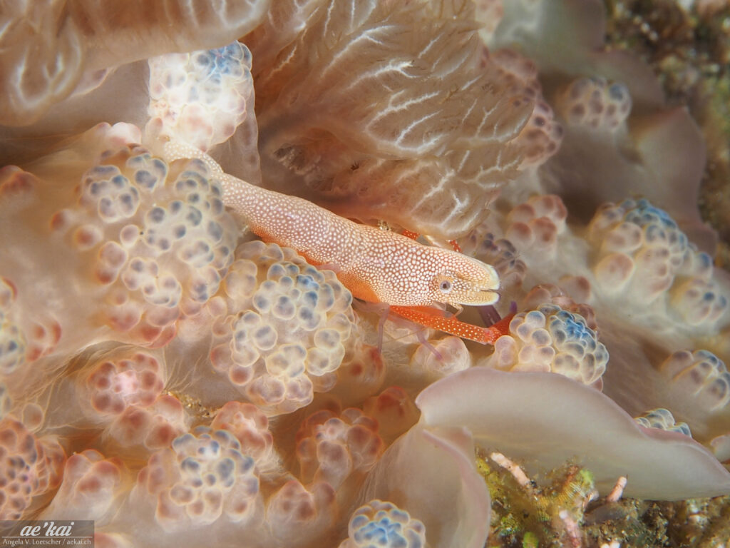 This orange and red colored shrimp with purple legs is called Emperor Shrimp (Zenopontonia rex) and lives commensally on nudibranch. Here it is sitting on a nudibranch called Dendrodoris tuberculosa.