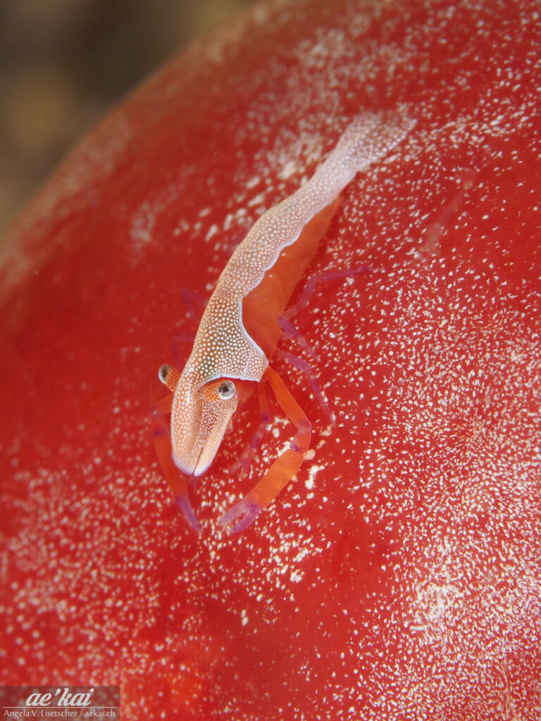 This orange and red colored shrimp with purple legs is called Emperor Shrimp (Zenopontonia rex) and lives commensally on nudibranch. Here it is sitting on a nudibranch called Spanish Dancer (Hexabranchus sanguineus).