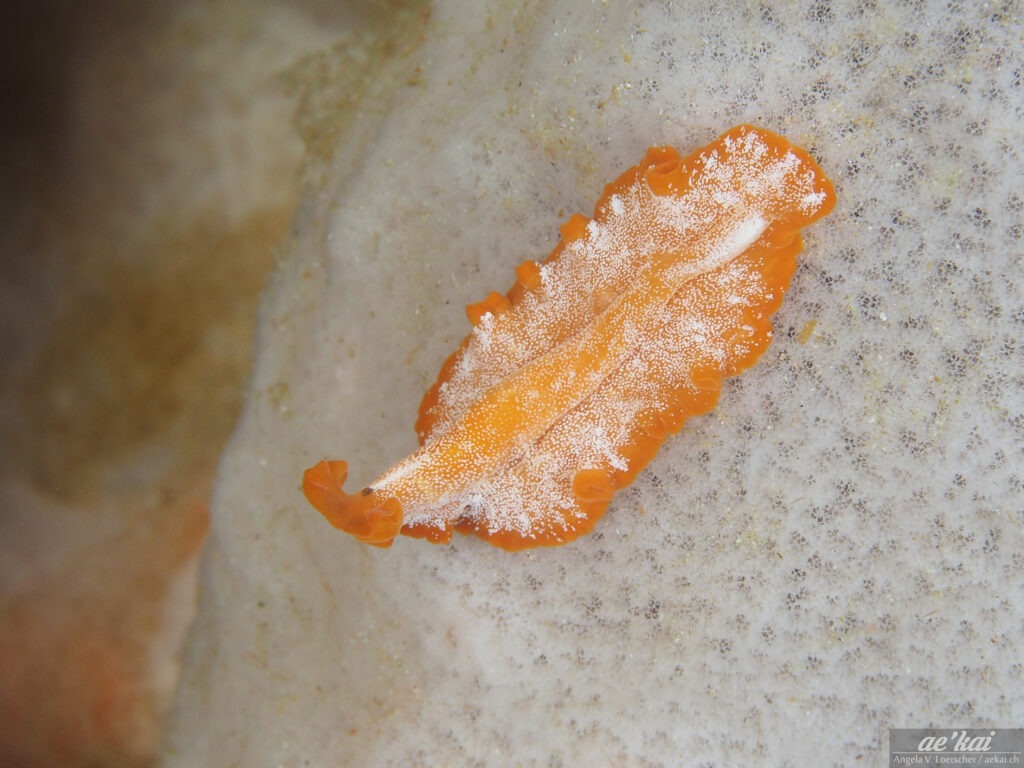 unknown orange Flatworm with white spots